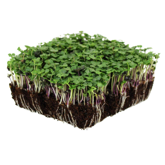 Kale Microgreen
