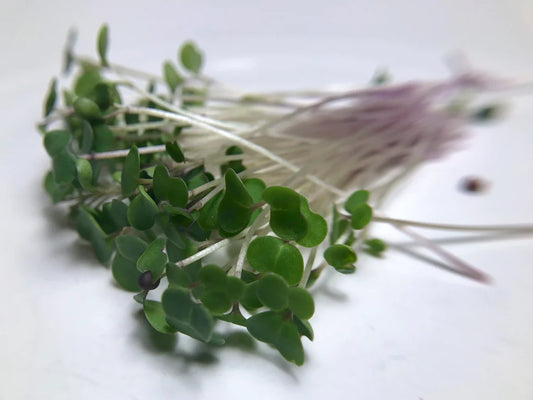 Kale Microgreen