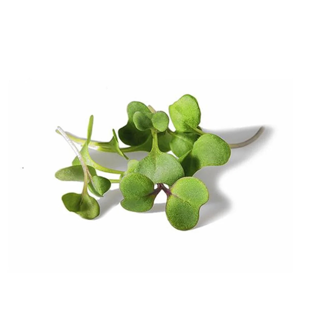 Kale Microgreen