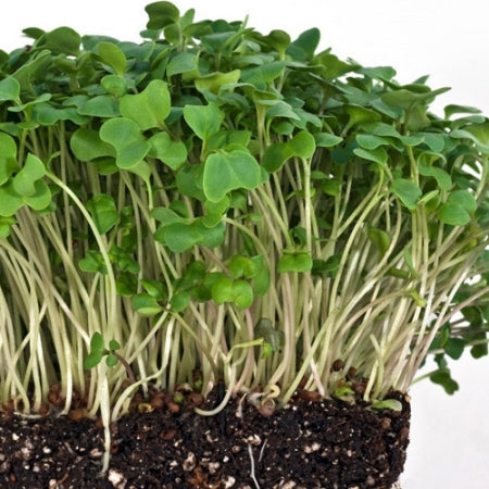 Kale Microgreen