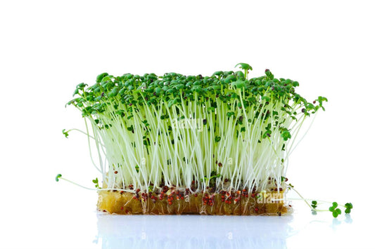 Mustard microgreens