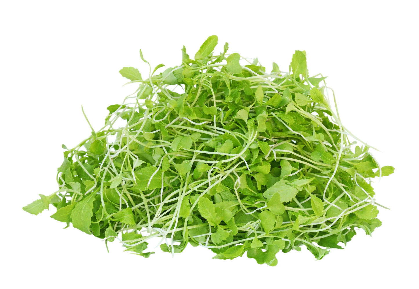 Mustard microgreens