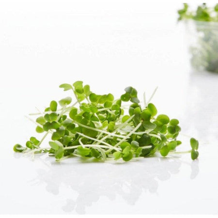 Mustard microgreens