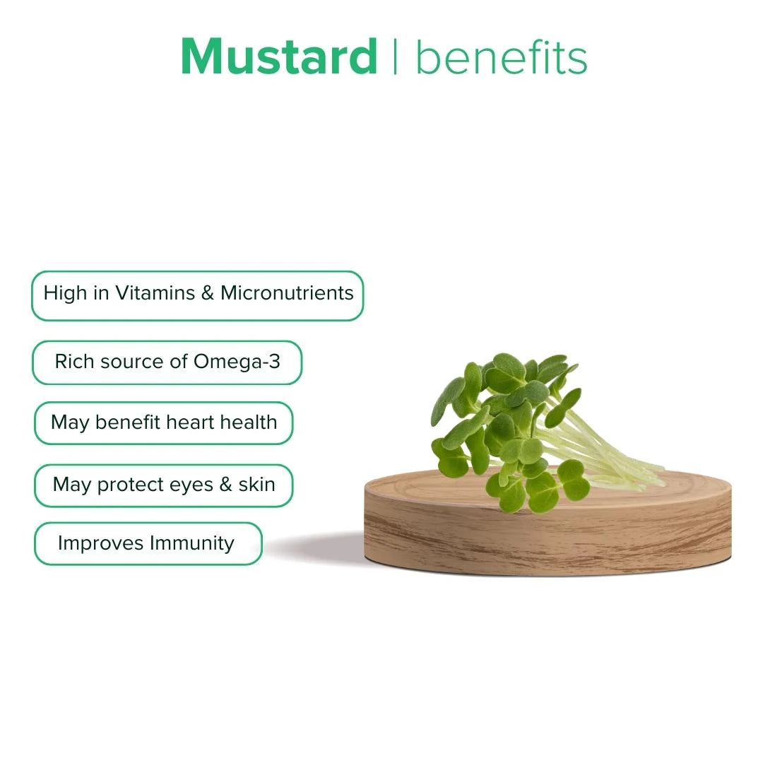 Mustard microgreens