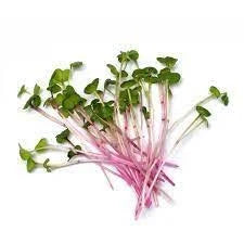 Pink Radish