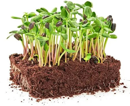 Sunflower microgreen