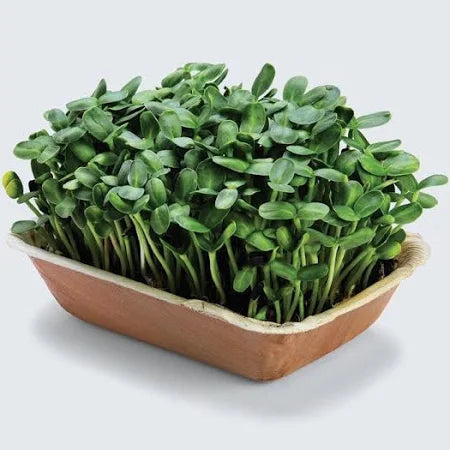 Sunflower microgreen