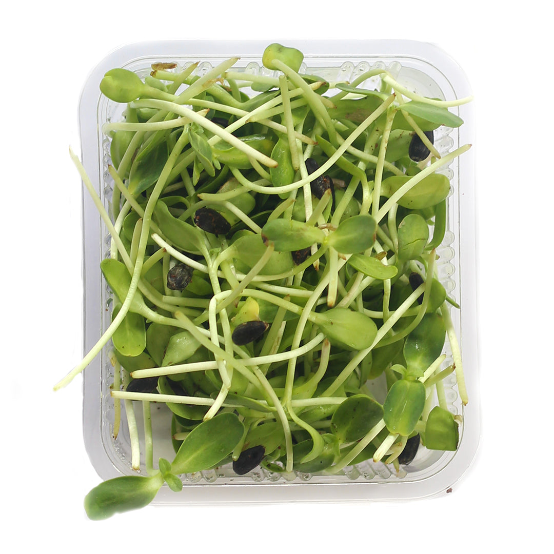 Sunflower microgreen
