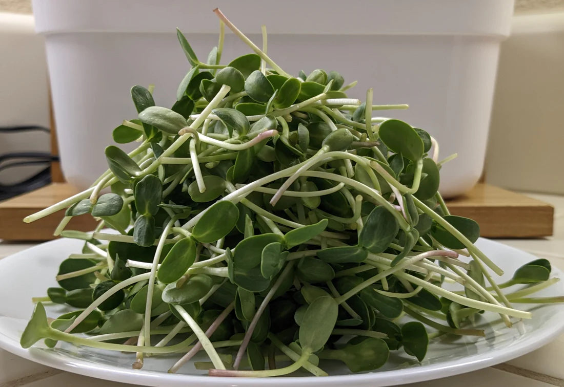 Sunflower microgreen